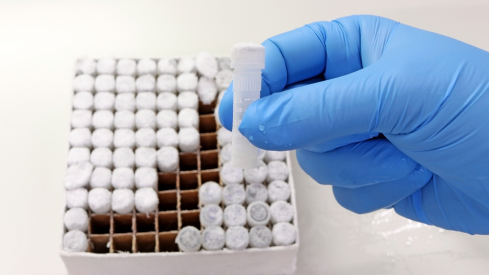 embryo freezing cryopreservation