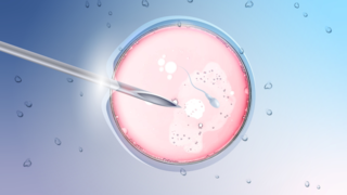 What Is Oocyte Competence and Why Does It Matter in IVF Success
