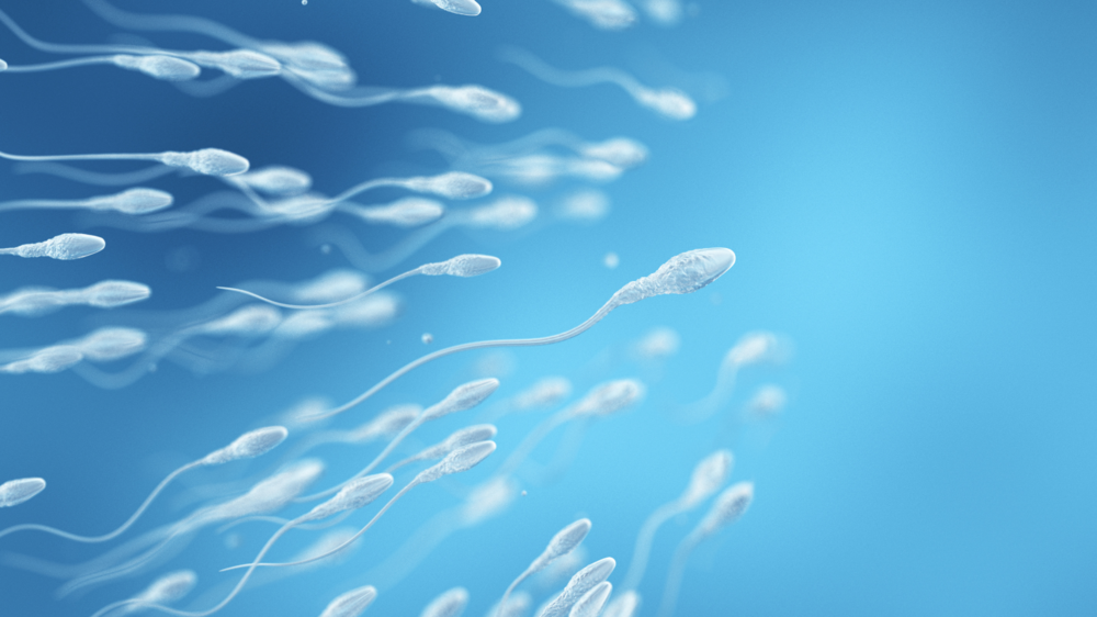 sperm cells