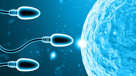 How Seminal Fluid May Influence the Uterine Environment for Conception