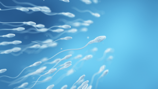 How Sperm Influence Maternal Immune Tolerance