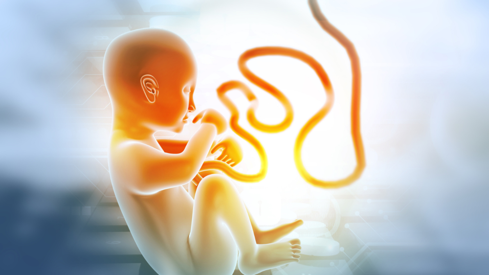 umbilical cord