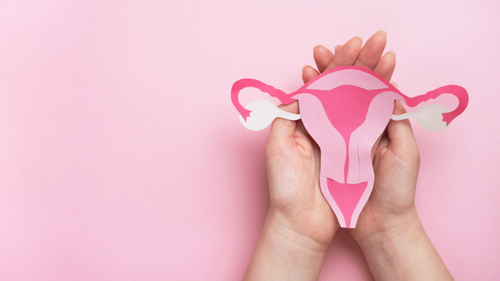 uterus