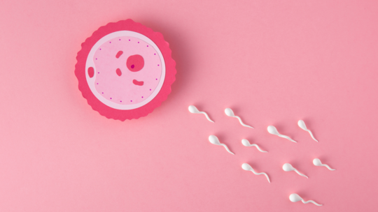 The Science of Why Younger Eggs Are More Resilient