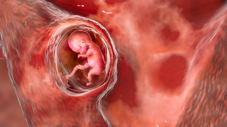 How Blood Flow Between Mother and Baby Gets Established