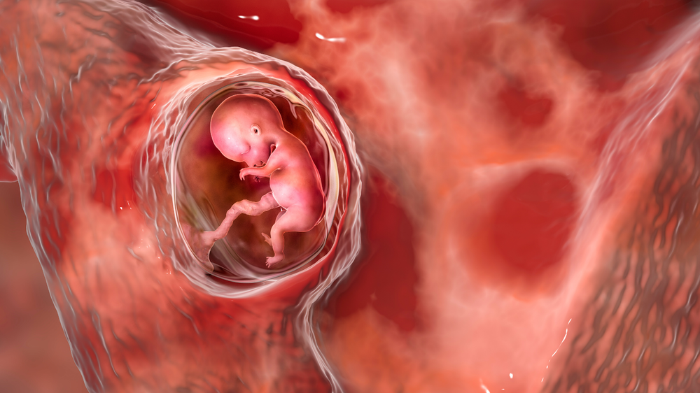 baby in womb