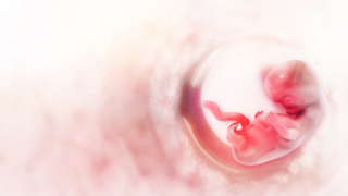 Why the Placenta Acts Like Both a Lung and a Stomach for the Baby Why the Placenta Acts Like Both a Lung and a Stomach for the Baby
