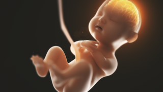 How Blood Flow Through the Umbilical Cord Changes as Your Baby Grows