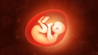 Goodbye Embryo, Hello Foetus: A Big Milestone