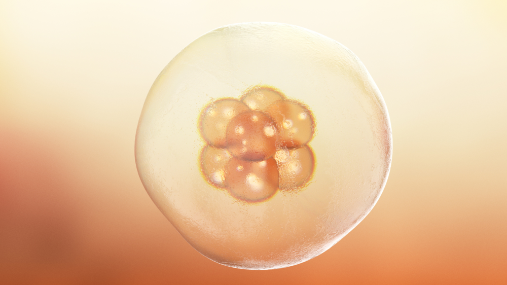 Signs Your Embryo Transfer During IVF May Have Been Successful