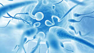 How Long Can Sperm Survive in Week 2?