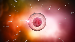 Zygote, Morula, Blastocyst- A Beginner’s Guide to Early Pregnancy