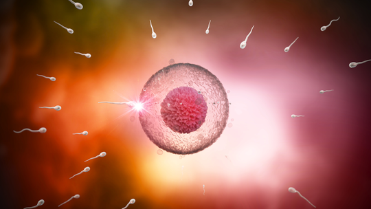 Zygote, Morula, Blastocyst- A Beginner’s Guide to Early Pregnancy