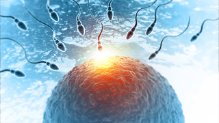 What Happens If More Than One Sperm Enters the Egg?