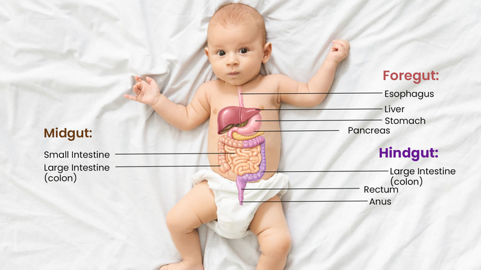 How a Baby’s Gut “Wakes Up” After Birth