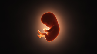 Foetal Taste Development: Can Babies Taste Food In The Womb