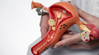 How The Uterus Prepares for the Next Menstrual Cycle