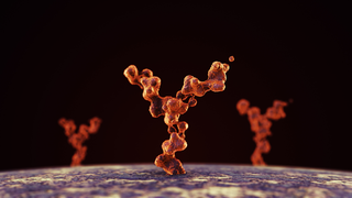 Can Antisperm Antibodies Prevent Pregnancy? A Doctor Explains