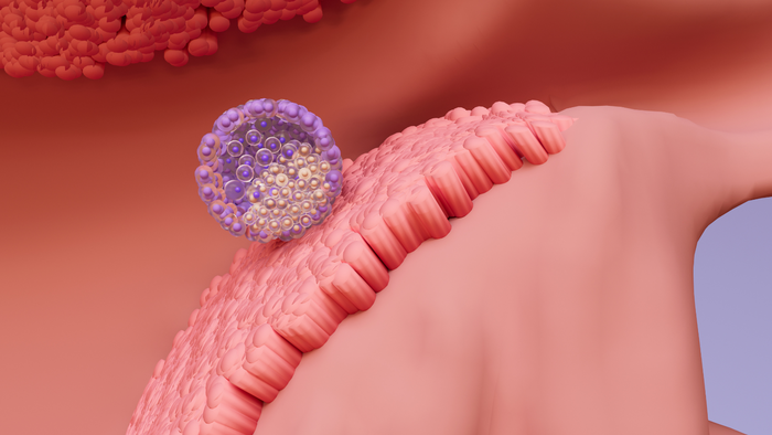 embryo attaching2
