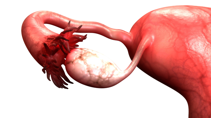 blocked fallopian tubes2