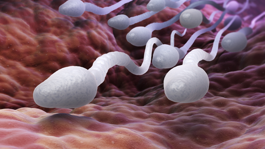 How Long Before Trying To Conceive Should Men Improve Sperm Health?