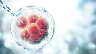 Can an Egg Be Mature but Still Not Ready for Fertilisation?