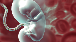 Placental Chorioangioma: What It Means for Pregnancy
