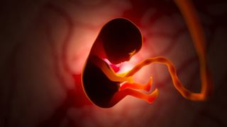 Does Maternal and Foetal Blood Mix During Pregnancy?