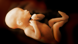 Why Are Some Viruses Able to Cross the Placenta?