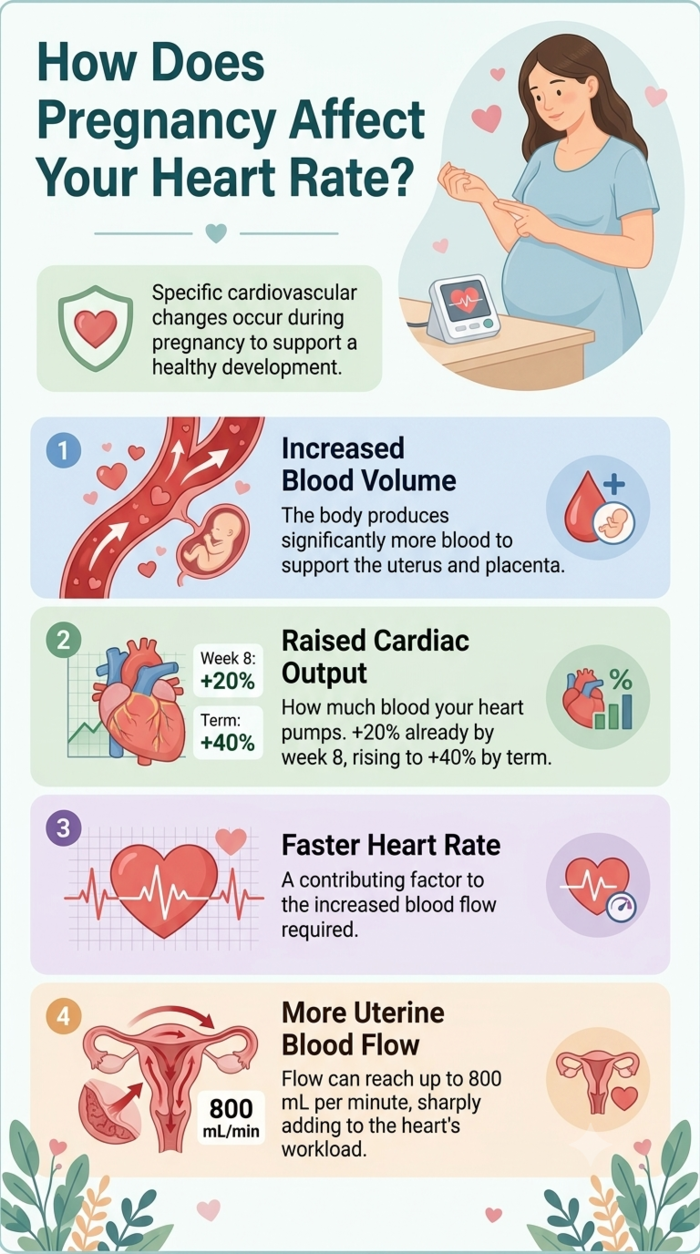 pregnancy heart