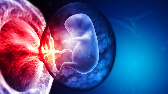 How Does the Body Maintain Oxygen Supply to the Baby?