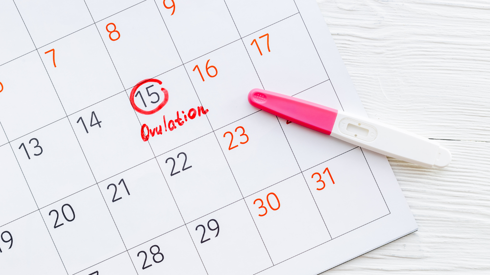 How Long Does an Egg Live After Ovulation? What It Means for Pregnancy