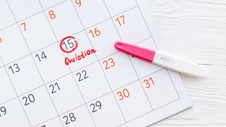 How Long Does an Egg Live After Ovulation? What It Means for Pregnancy