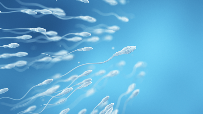 abnormal sperm shape and male fertility2