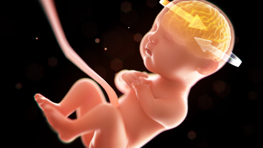 Can the Baby Feel Pain in the Womb?