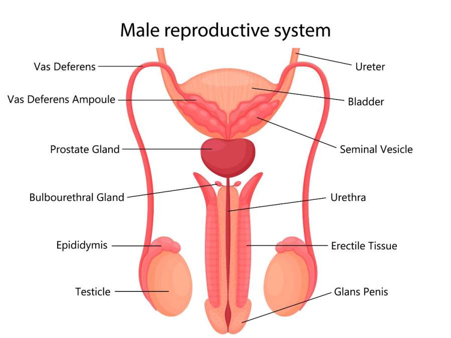 MALE REPRODUCTIVE SYSTEM