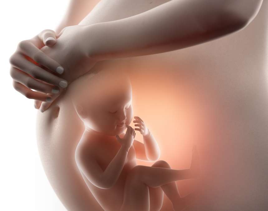 fetus in womb-  Fetal Thrombocytopenia