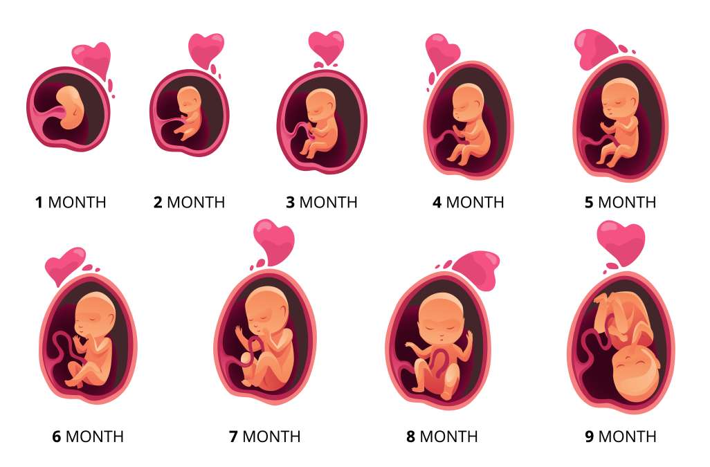 Embryo month stage growth from 1 to 9 month to birth