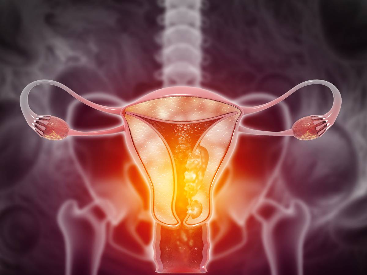fallopian tubes- Female Anatomy