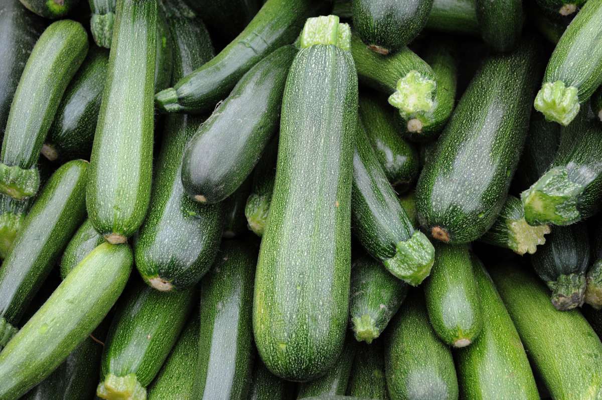 zucchini-Vegetable Options For Pregnancy