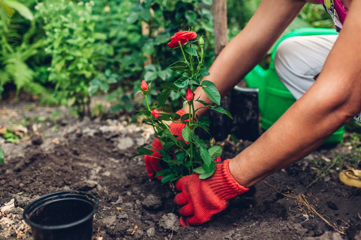 Woman gardener transplanting roses flowers from pot into wet soil. Summer garden work- Fertility And Gardening