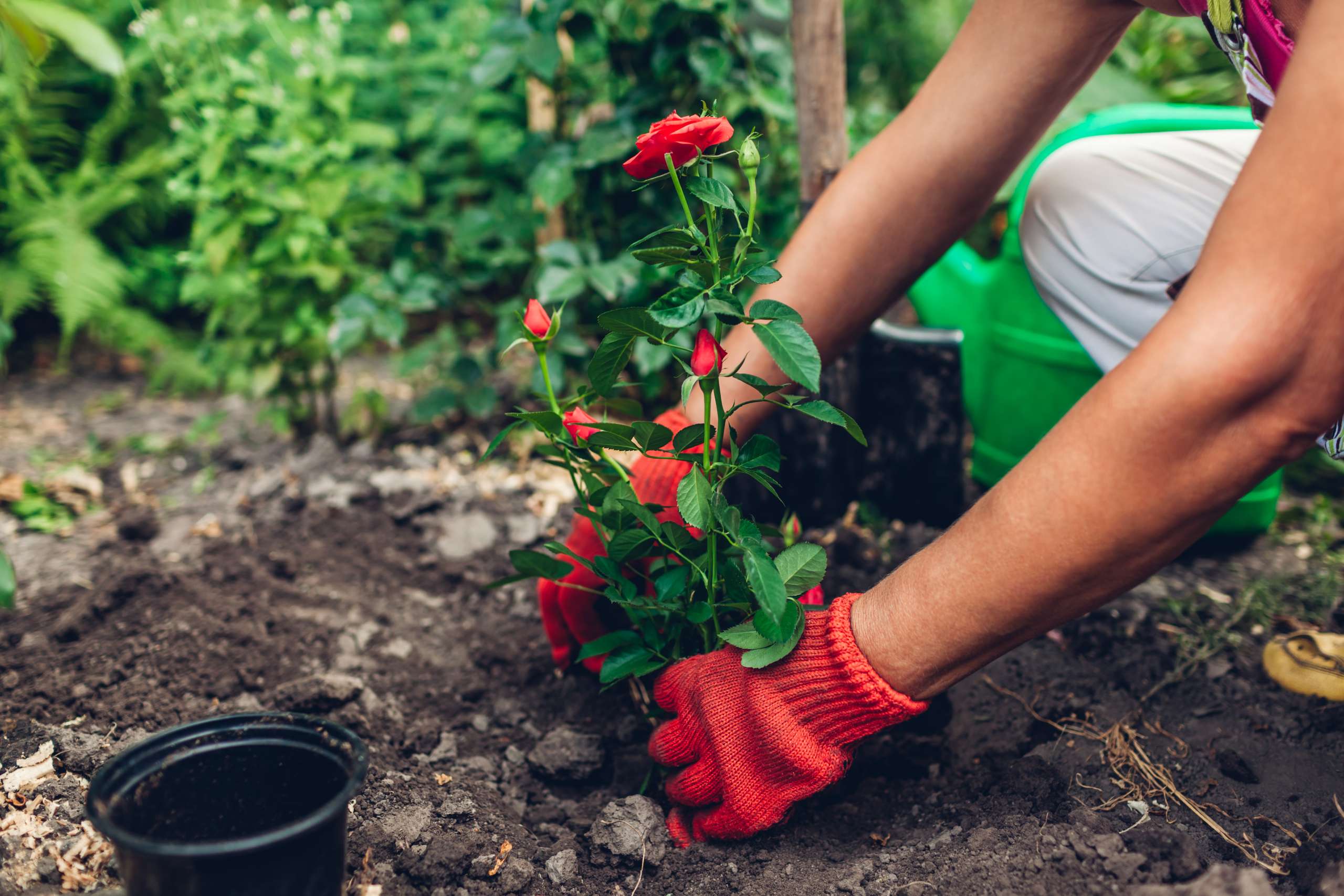 Woman gardener transplanting roses flowers from pot into wet soil. Summer garden work- Gardening Activities for Children