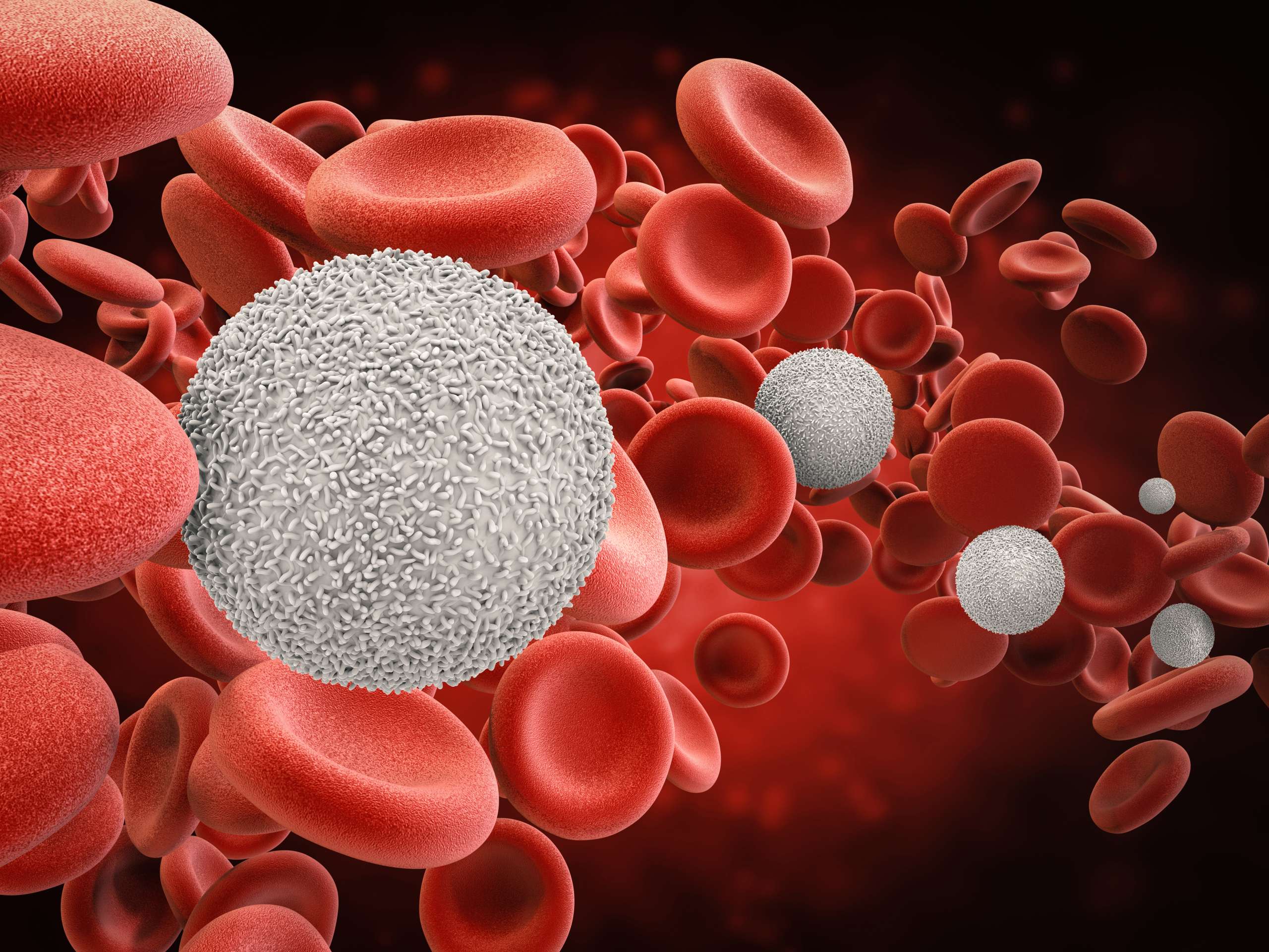 white blood cells with red blood cells- Immune System In Fertility