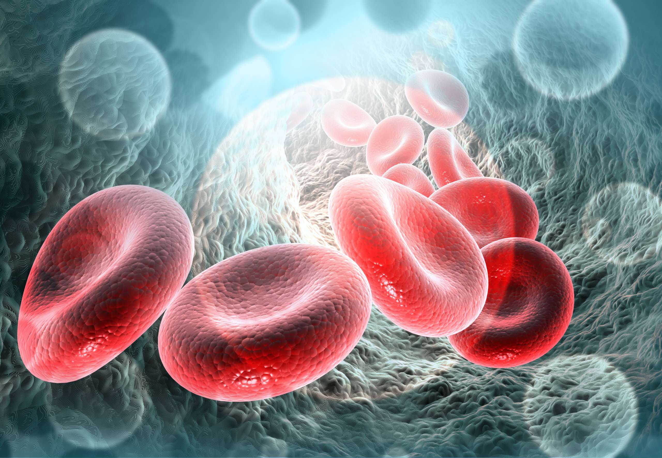 Red blood cells in vein- Immune System In Fertility